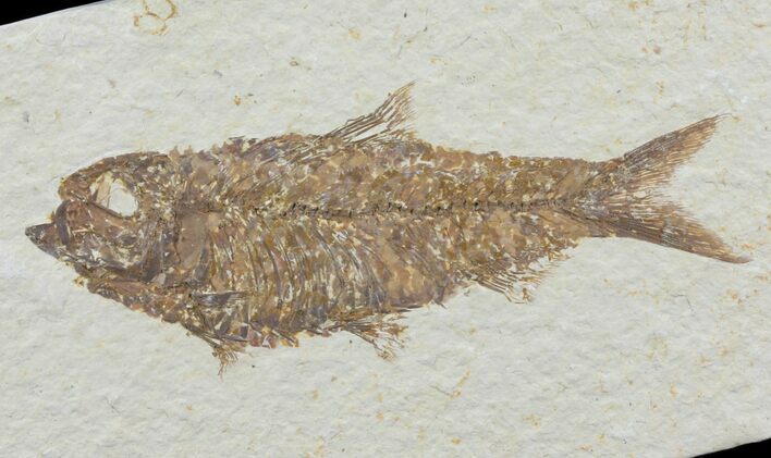 Detailed, Knightia Fossil Fish - Wyoming #78309